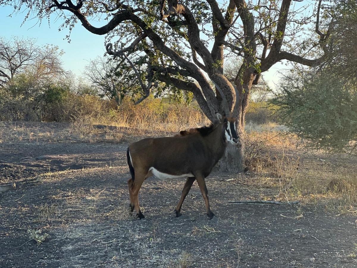 Lephalale Simba Safaris African Pride Exotic Lodge المظهر الخارجي الصورة