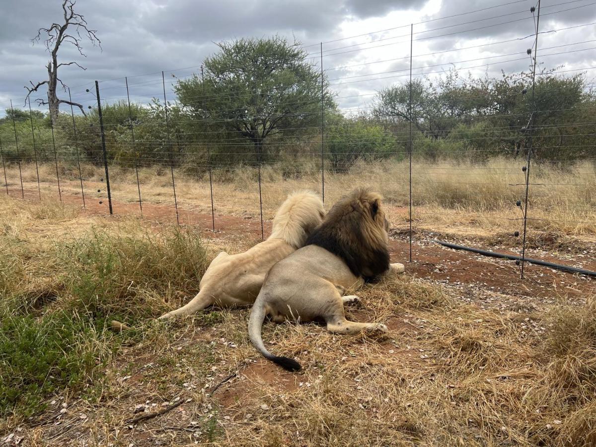 Lephalale Simba Safaris African Pride Exotic Lodge المظهر الخارجي الصورة