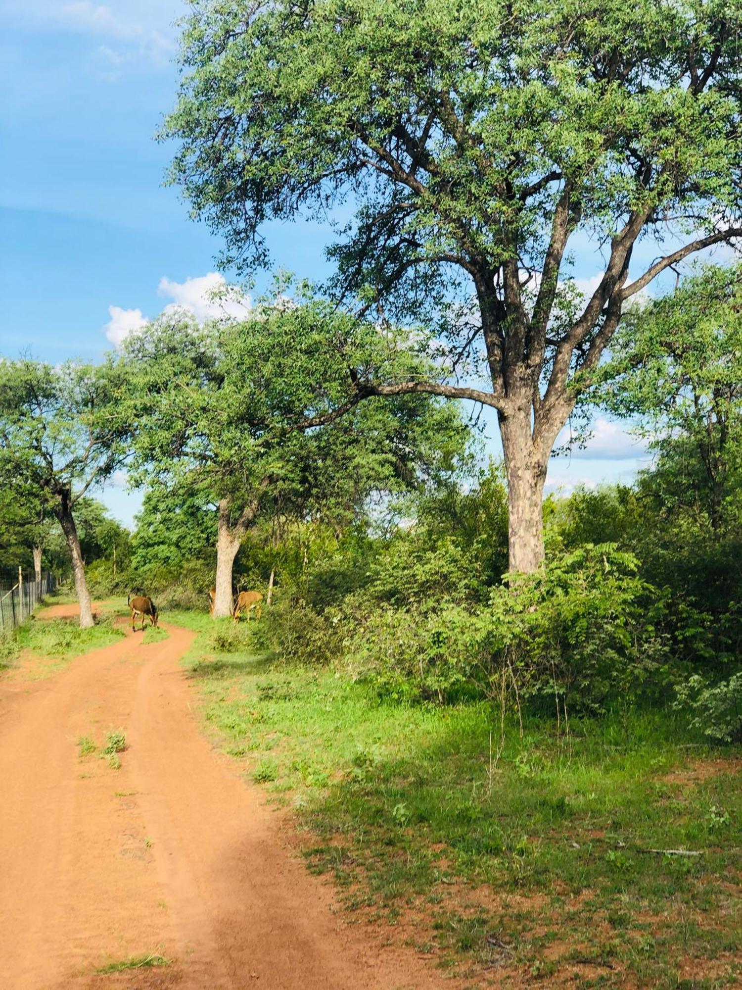Lephalale Simba Safaris African Pride Exotic Lodge المظهر الخارجي الصورة