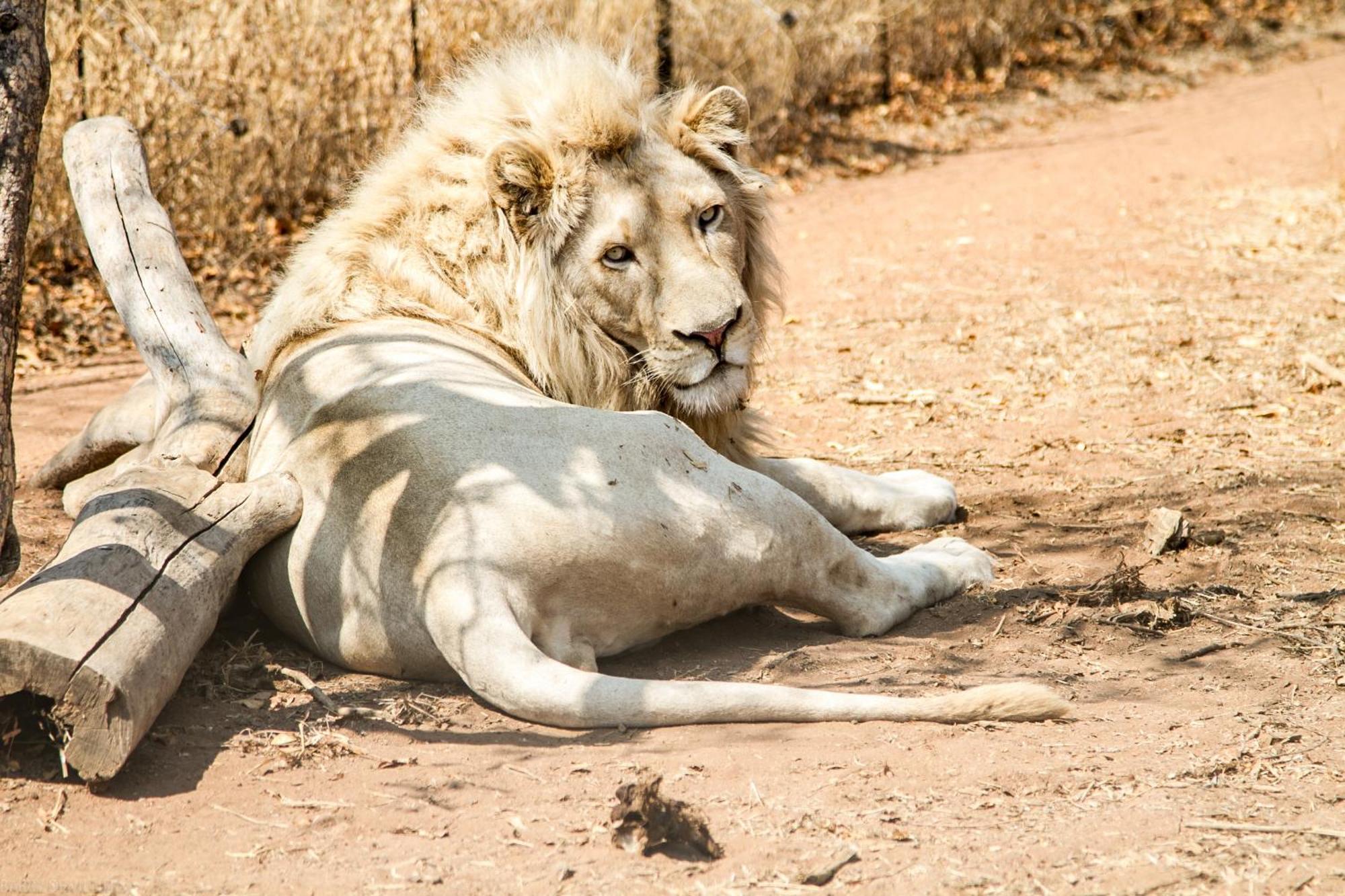 Lephalale Simba Safaris African Pride Exotic Lodge المظهر الخارجي الصورة