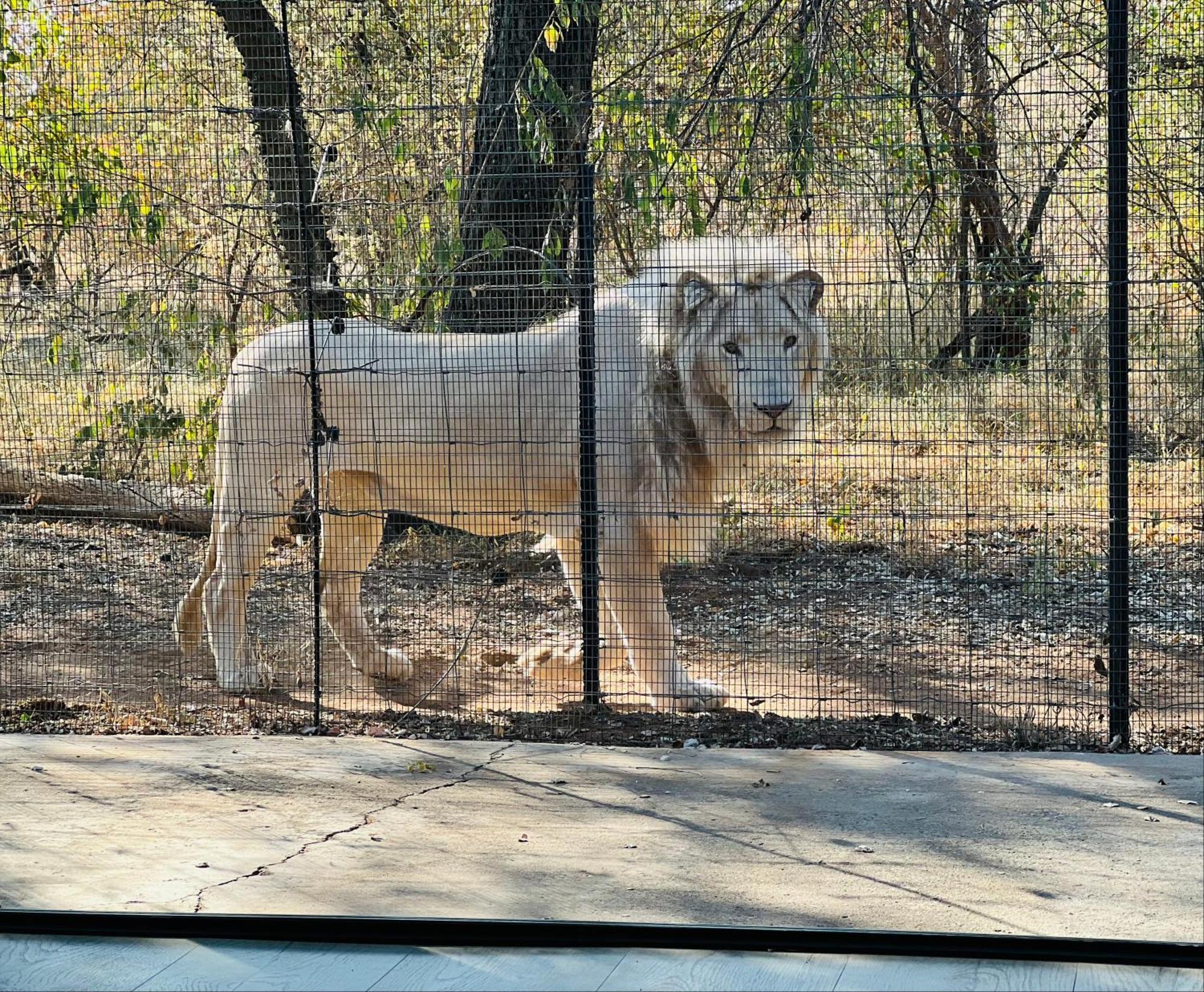 Lephalale Simba Safaris African Pride Exotic Lodge المظهر الخارجي الصورة