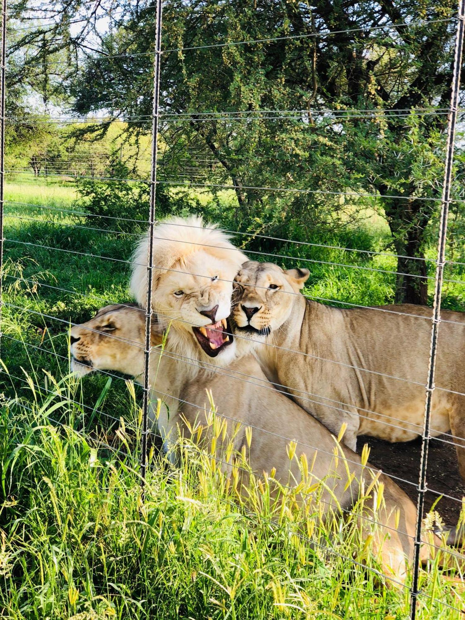 Lephalale Simba Safaris African Pride Exotic Lodge المظهر الخارجي الصورة