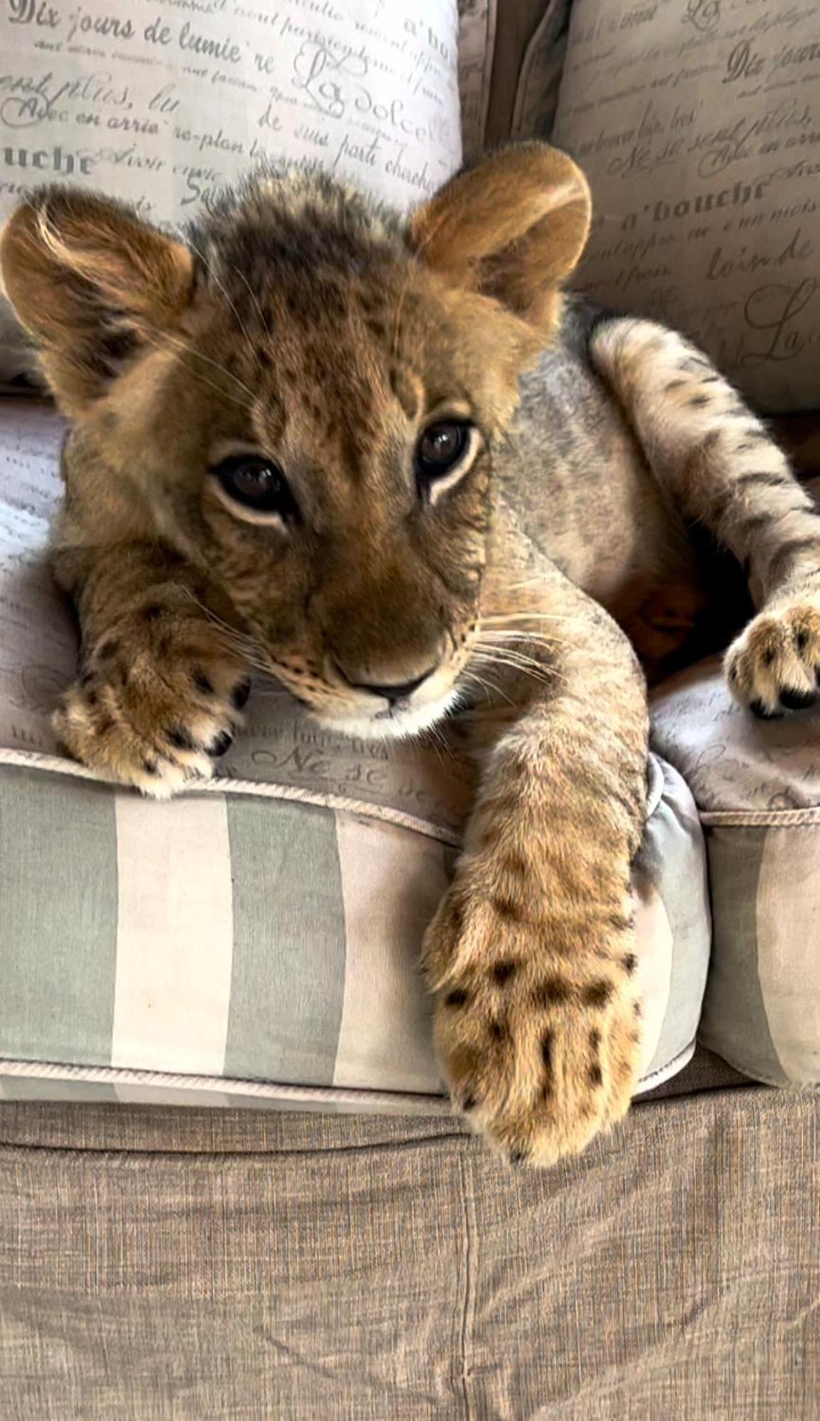 Lephalale Simba Safaris African Pride Exotic Lodge المظهر الخارجي الصورة