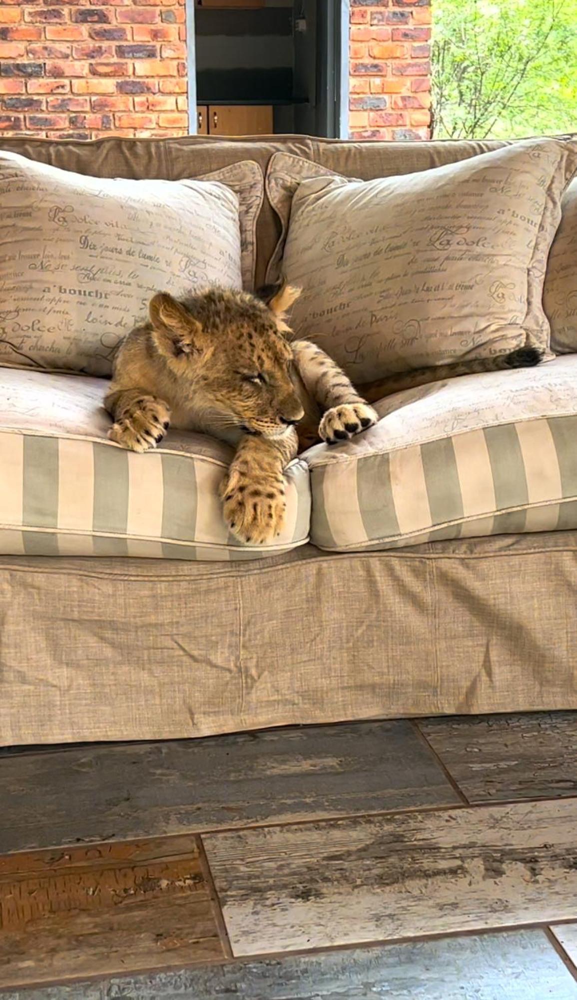 Lephalale Simba Safaris African Pride Exotic Lodge المظهر الخارجي الصورة