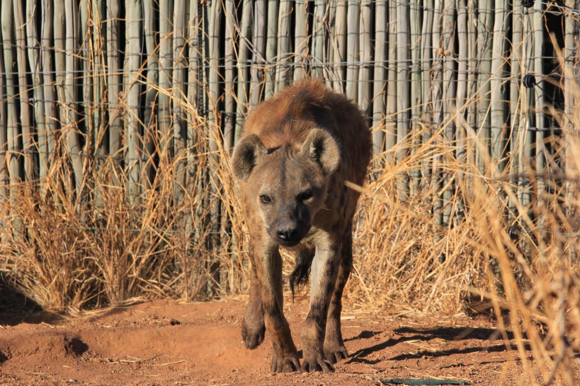 Lephalale Simba Safaris African Pride Exotic Lodge المظهر الخارجي الصورة