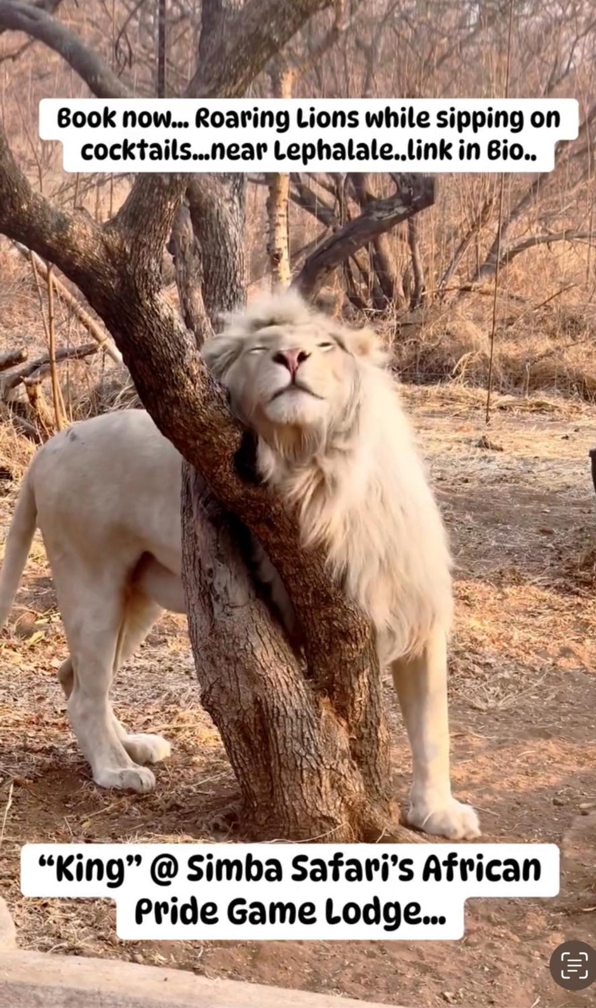 Lephalale Simba Safaris African Pride Exotic Lodge المظهر الخارجي الصورة