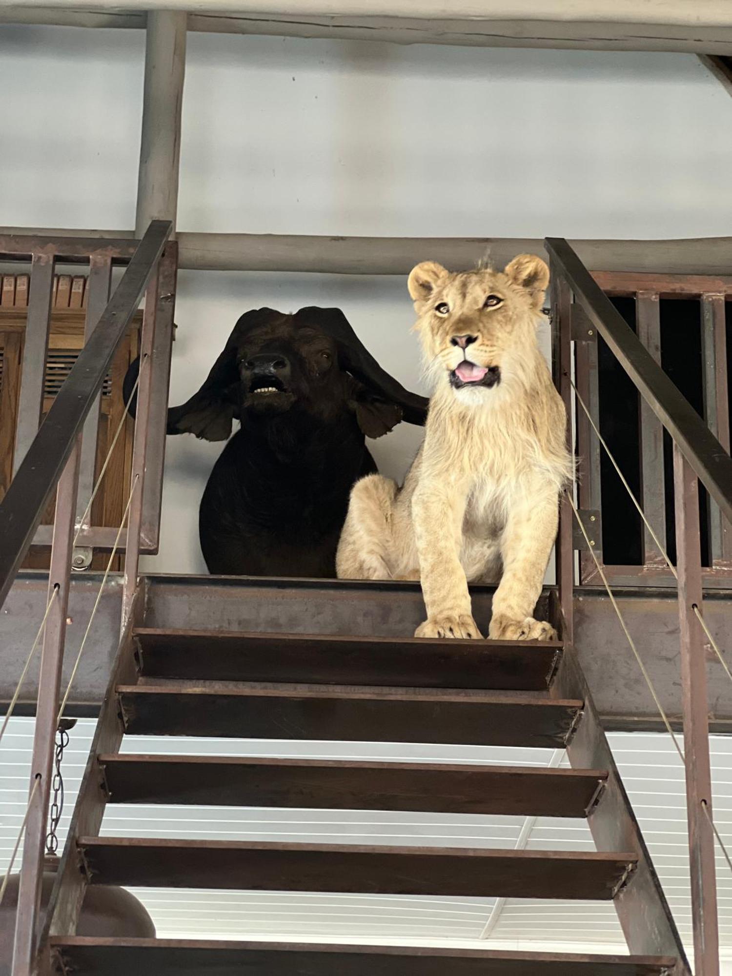 Lephalale Simba Safaris African Pride Exotic Lodge المظهر الخارجي الصورة