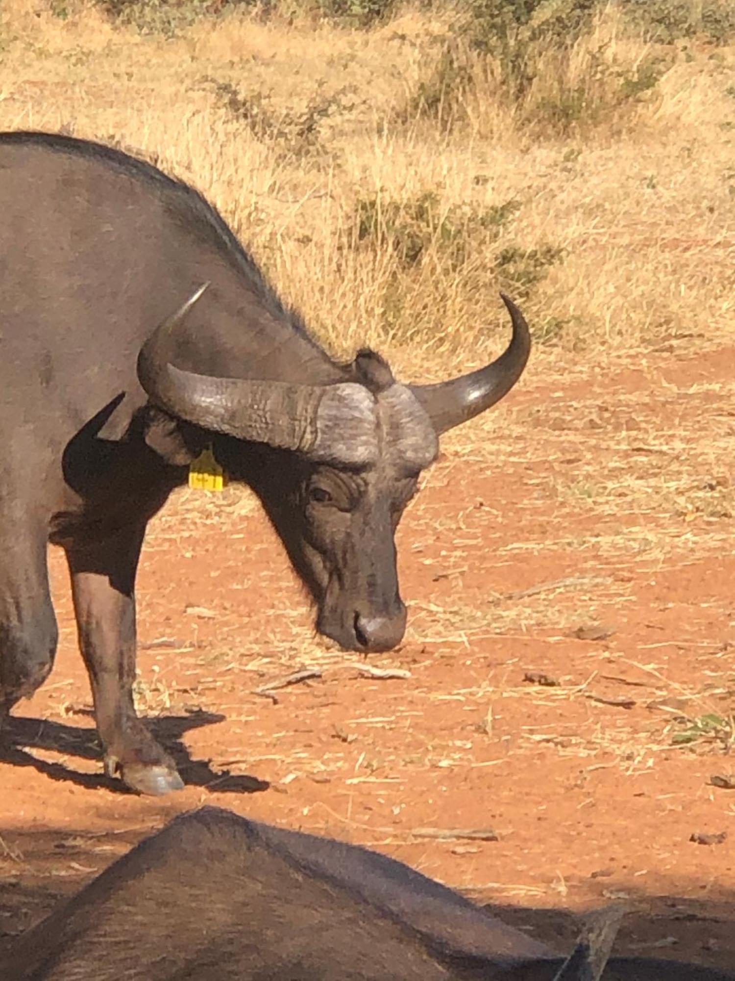 Lephalale Simba Safaris African Pride Exotic Lodge المظهر الخارجي الصورة