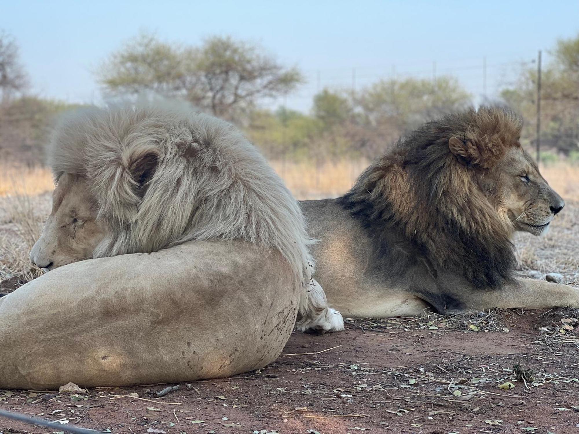 Lephalale Simba Safaris African Pride Exotic Lodge المظهر الخارجي الصورة