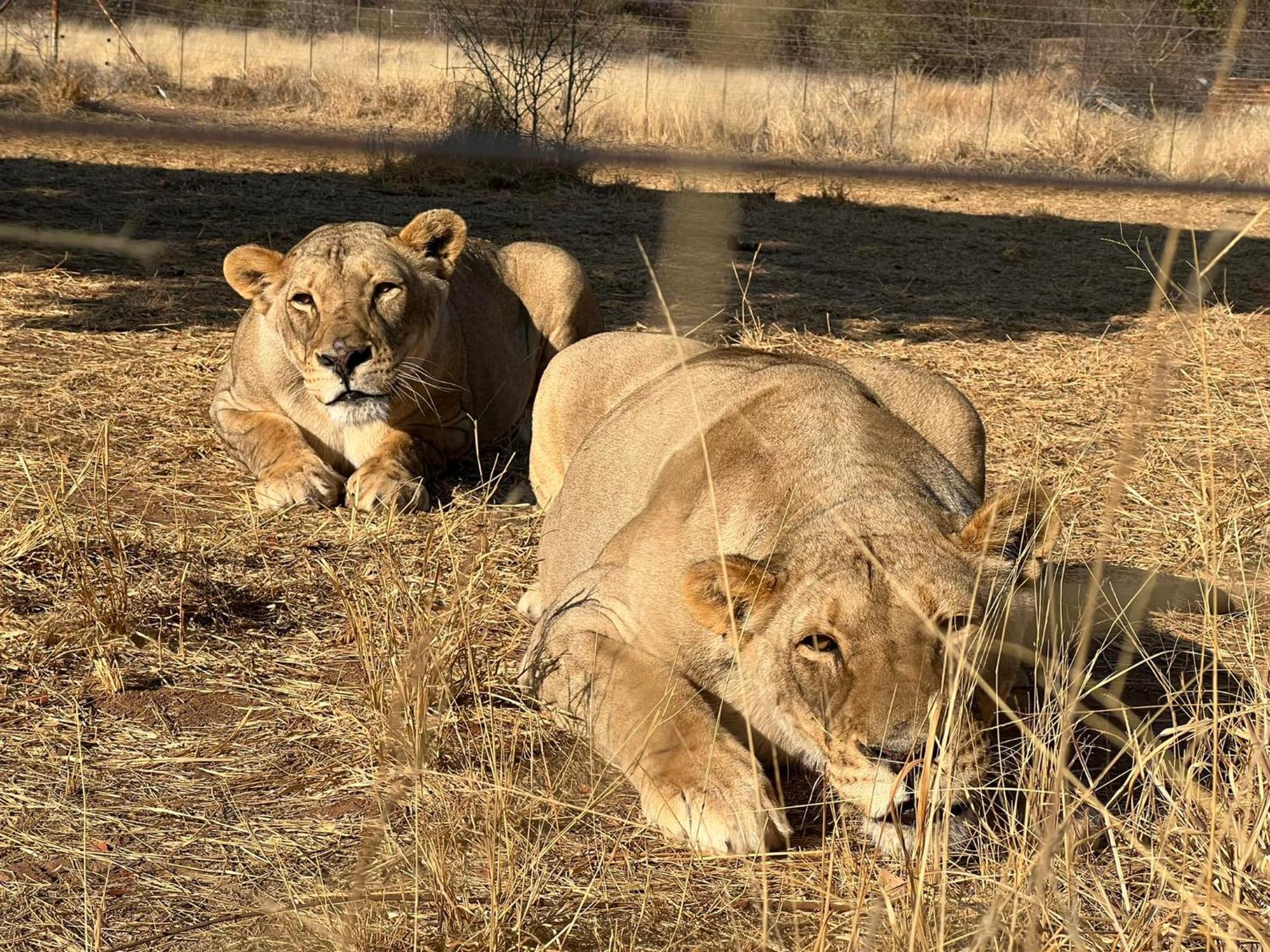 Lephalale Simba Safaris African Pride Exotic Lodge المظهر الخارجي الصورة